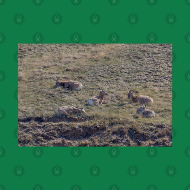 Bighorn Sheep Resting in the Grass by SafariByMarisa