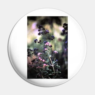 Blooming oregano Pin