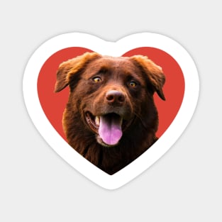 Border Collie Dog Heart Magnet