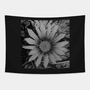 Black Gazania Flower Mercury Tapestry