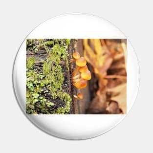 Very young sulphur tuft mushrooms Pin