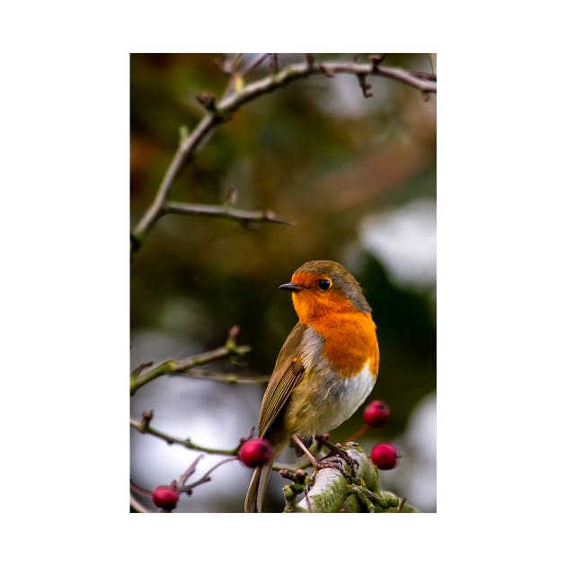 Robin red breast by Violaman