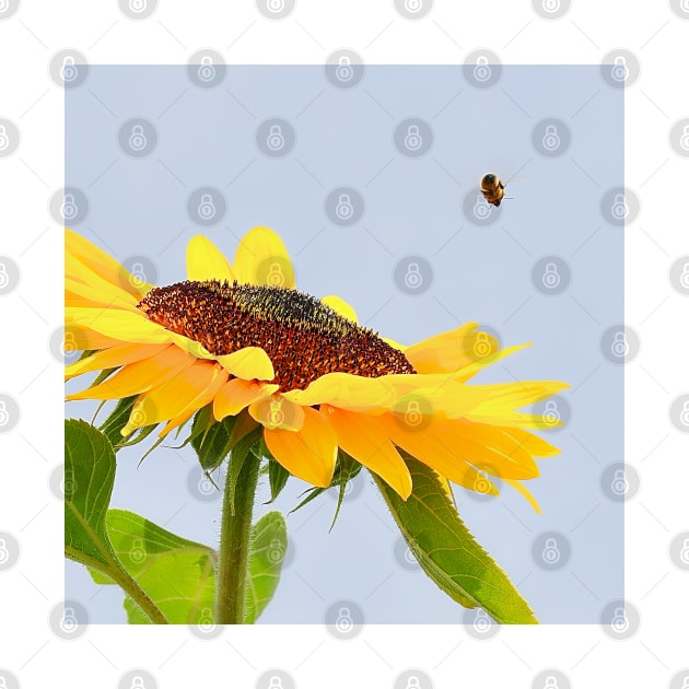 Vibrant Yellow Sunflower and Bee Different Angle by DesignMore21