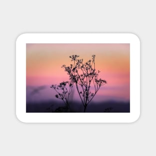Silhouettes of flowers at sunset Magnet