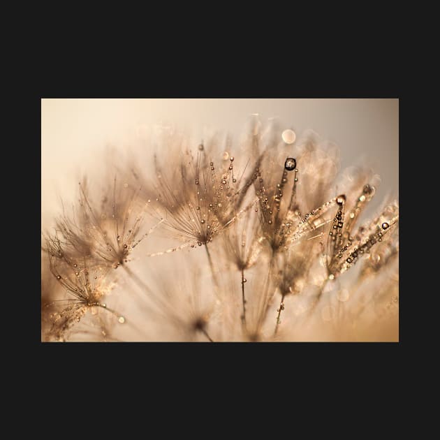 Dandelion Dew by GaryMcParland