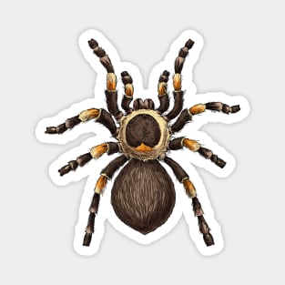 Tarantula Magnet