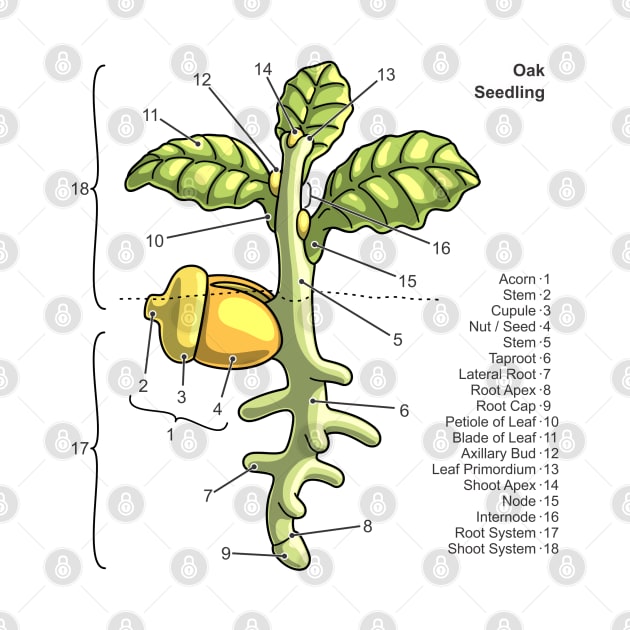 Oak Seedling Diagram by taylorcustom