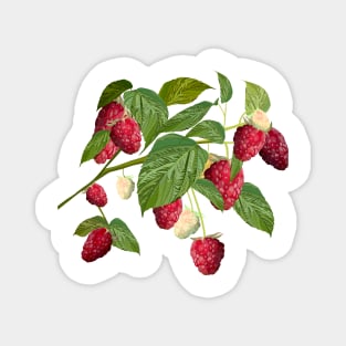 Raspberry Magnet