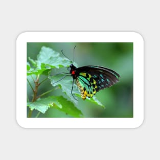 The Cairns Birdwing Magnet