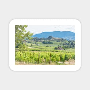 Summertime View of Naramata Bench Vineyards - Okanagan Valley Magnet