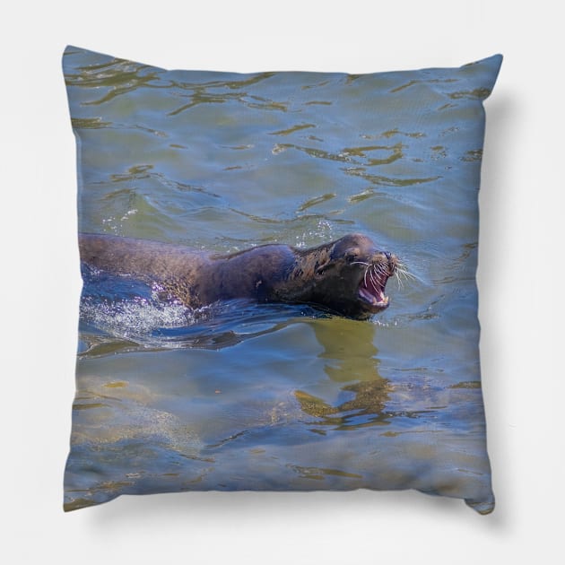 Arguing Sea Lion Seal Swimming, Showing Teeth Pillow by SafariByMarisa