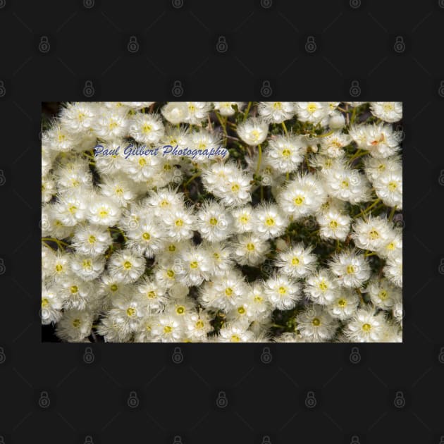 White Wildflower (Verticordia hueglii) Western Australia by pops