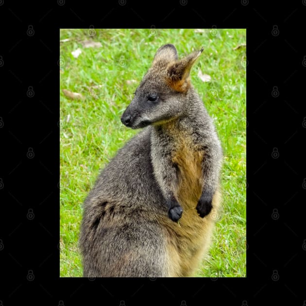 Swamp Wallaby by Upbeat Traveler