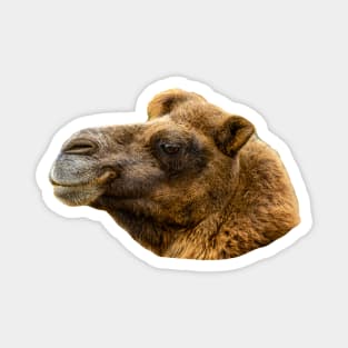 Majestic head of an adult Bactrian Camel Magnet