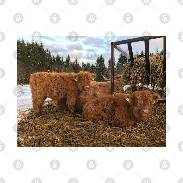 Scottish Highland Cattle Calves 1616 by SaarelaHighland