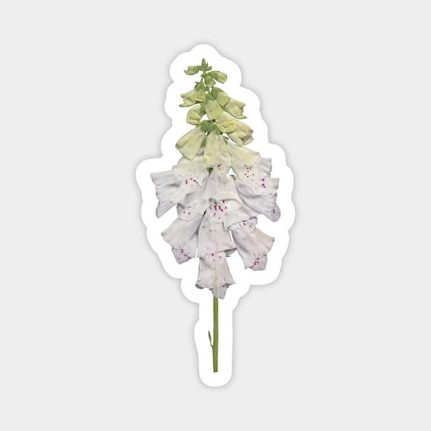 Real pressed flower Magnet by LeoDesignStudio