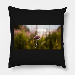 Field scabious flower in the meadow against the evening back sunlight Pillow