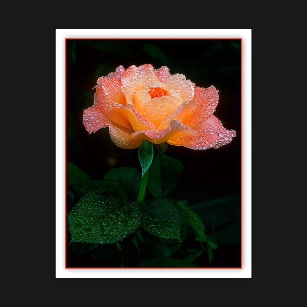 Candy Rose by nikongreg