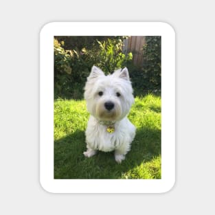 Westie Magnet