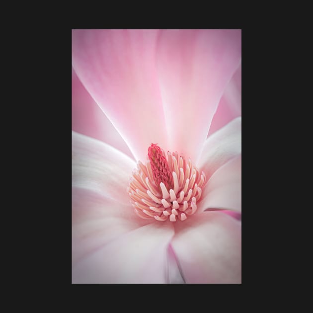 Pink Magnolia by TonyNorth