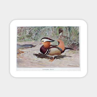Mandarin Duck Magnet