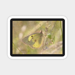 Sulphur Butterfly Magnet