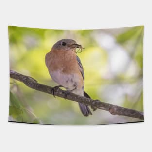 Eastern Bluebird with breakfast Tapestry