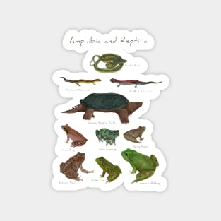 Amphibians and Reptiles Magnet