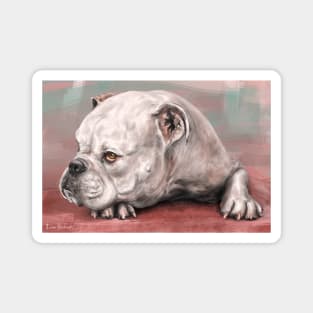 Painting of a White Bulldog Lying on the Floor. Red, Turquoise Background Magnet