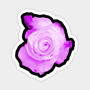 Purple Rose Magnet