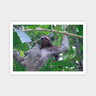 Three Toed Sloth Climbing Magnet