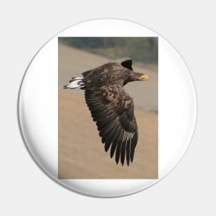 White tailed Eagle Pin