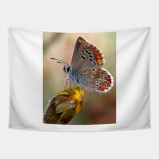 brown butterfly Tapestry