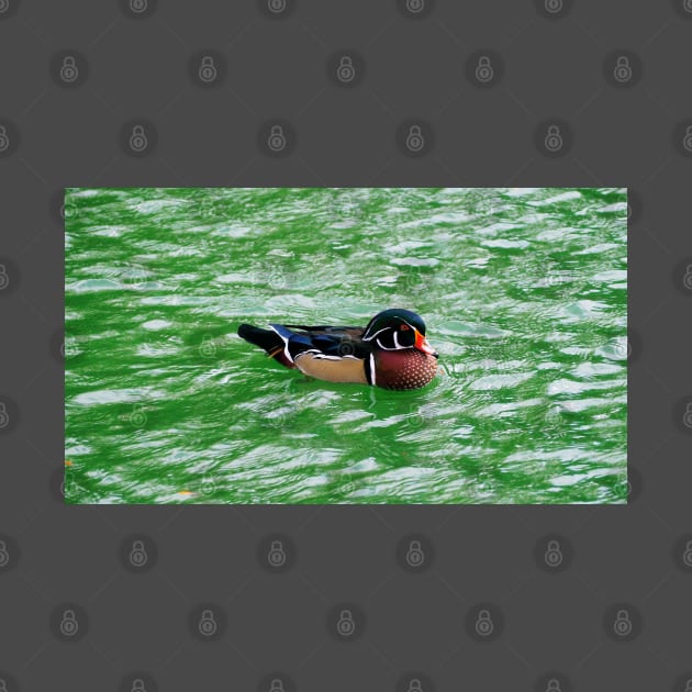 Wood Duck Swimming In a Pond by BackyardBirder