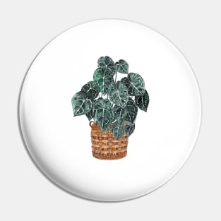 Anthurium Potted Plants Pin