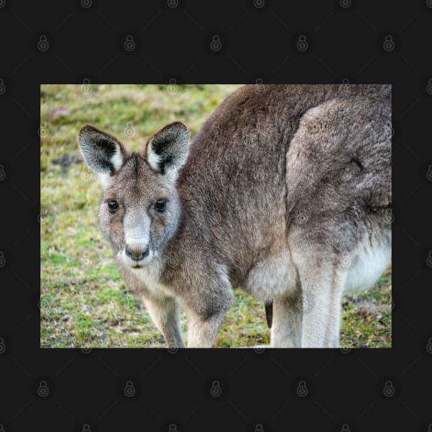 Eastern Grey Kangaroo by Upbeat Traveler