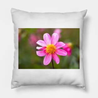 Pink dahlia in garden Pillow