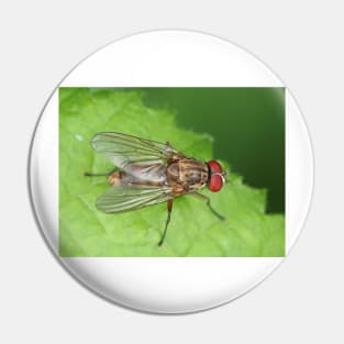 Muscidae fly - insect macro Pin