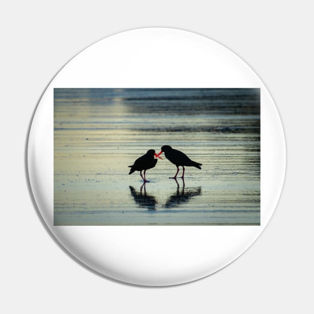 Two black oystercatchers silhouetted with orange beaks crossed, back-lit. Pin by brians101