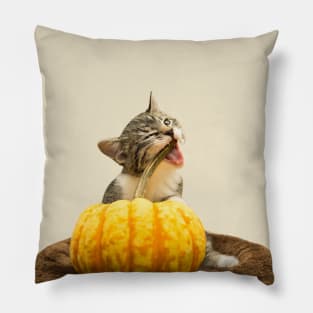 Cat meme: Cat eating Pumpkin Pillow