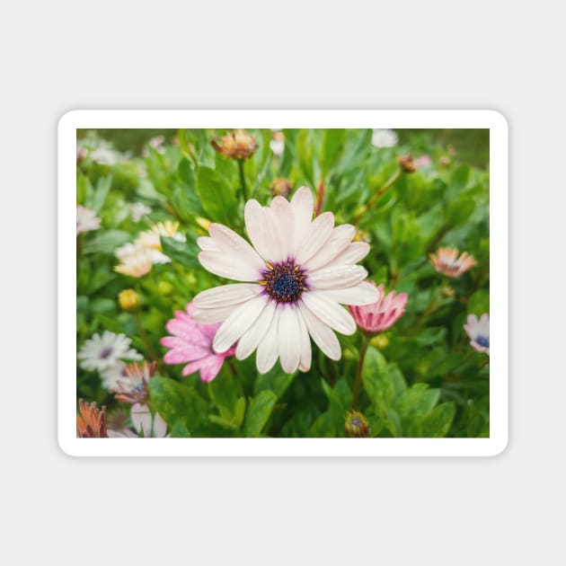 white asters Magnet by psychoshadow