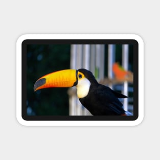 yellow hornbill Magnet