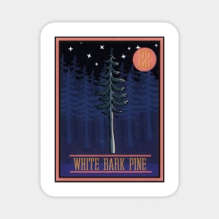 No. 22 White Bark Pine Magnet