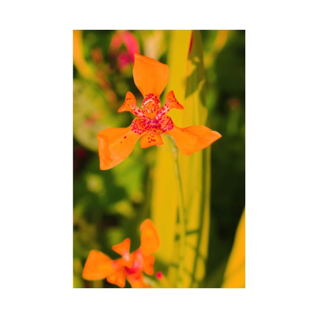 Orange lily blossom on yellow background by kall3bu