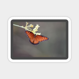 Queen Butterfly on Desert Milkweed Magnet