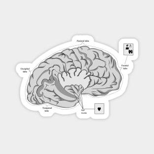 Brain frontal lobe Magnet