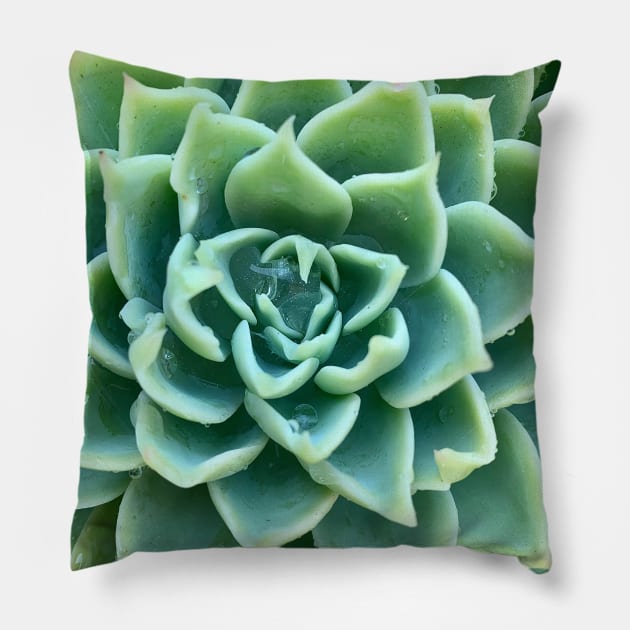 Green Star Succulent with Raindrops Pillow by Studio Sara Spohr