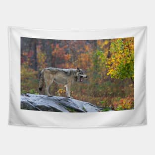 Timber Wolf in the rain Tapestry