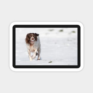 English Springer Spaniel Magnet