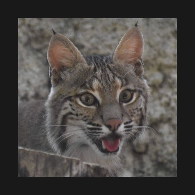 Bobcat by Sharonzoolady